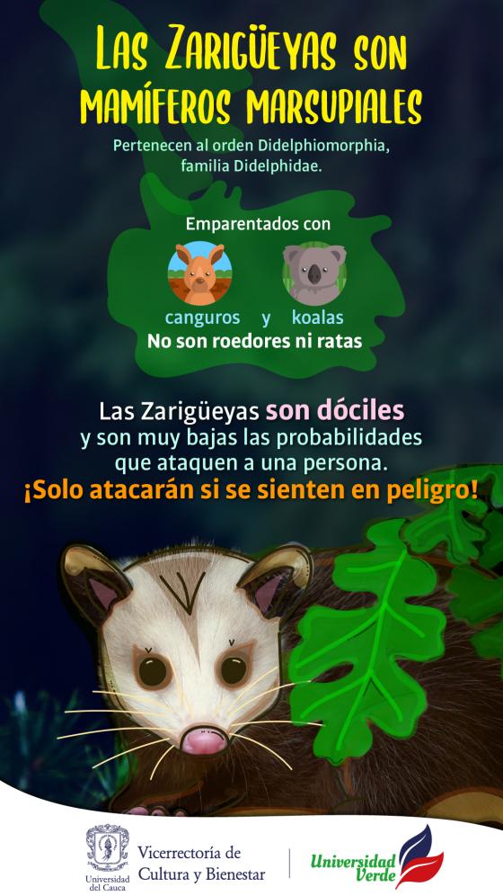 zarigueyas